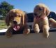 Golden Retriever Puppies for sale in Pecan Gap, TX, USA. price: $1,200