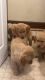 Golden Retriever Puppies for sale in Hagerstown, MD, USA. price: $500