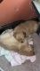 Golden Retriever Puppies for sale in Hagerstown, MD, USA. price: $500