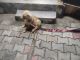 Golden Retriever Puppies for sale in Phase 5 Community centre, Mohali Bypass, Phase 5, Sector 59, Sahibzada Ajit Singh Nagar, Punjab 140308, India. price: 15,000 INR