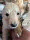 Golden Retriever Puppies for sale in Sandy, OR, USA. price: $950