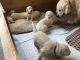Golden Retriever Puppies for sale in 79763 Cassia St, La Quinta, CA 92253, USA. price: $500