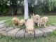 Golden Retriever Puppies for sale in Sacramento, CA 95841, USA. price: $1,200