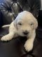 Golden Retriever Puppies for sale in Medford, OR, USA. price: $1,800