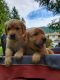 Golden Retriever Puppies for sale in Bellingham, WA 98226, USA. price: NA