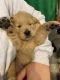 Golden Retriever Puppies for sale in Palmdale, CA, USA. price: $1,700