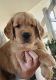 Golden Retriever Puppies for sale in Riverton, MN 56455, USA. price: $500