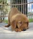 Golden Retriever Puppies for sale in Ocala, FL, USA. price: $1,500