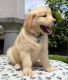 Golden Retriever Puppies for sale in Virginia Beach, VA, USA. price: $850