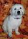 Golden Retriever Puppies for sale in Clanton, AL 35045, USA. price: $850