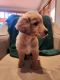 Golden Retriever Puppies for sale in Scandia, MN, USA. price: $700
