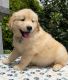Golden Retriever Puppies for sale in Texaco Ave, Paramount, CA 90723, USA. price: $800