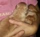 Golden Retriever Puppies for sale in Gainesville, FL, USA. price: $3,500
