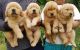Golden Retriever Puppies for sale in Mumbai, Maharashtra, India. price: 40,000 INR