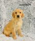 Golden Retriever Puppies for sale in Brewster, OH, USA. price: $700