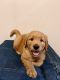 Golden Retriever Puppies for sale in Brooksville, FL 34601, USA. price: $1,500