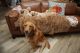 Golden Retriever Puppies for sale in Panama City, FL, USA. price: $1,000