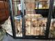 Golden Retriever Puppies for sale in Cotati, CA 94931, USA. price: $1,200