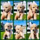 Golden Retriever Puppies for sale in Oxnard, CA 93035, USA. price: $1,500