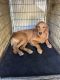 Golden Retriever Puppies for sale in Menifee, CA, USA. price: NA