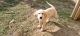 Golden Retriever Puppies for sale in Beaumont, CA, USA. price: $600