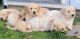 Golden Retriever Puppies for sale in Beaver, PA, USA. price: $1,000