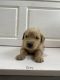 Golden Retriever Puppies for sale in Guys Mills, PA, USA. price: $1,000