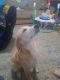Golden Retriever Puppies for sale in Middleburg, FL 32068, USA. price: $500