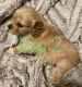 Golden Retriever Puppies for sale in Louisa, KY 41230, USA. price: $200