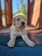 Golden Retriever Puppies for sale in Citrus Heights, CA 95621, USA. price: $1,500