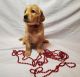 Golden Retriever Puppies for sale in Arlington, TX, USA. price: $1,200