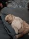 Golden Retriever Puppies for sale in West Islip, NY, USA. price: $600