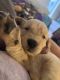 Golden Retriever Puppies for sale in Cocoa Beach, FL 32931, USA. price: $1,800