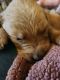 Golden Retriever Puppies for sale in Cassville, PA, USA. price: $750