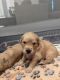 Golden Retriever Puppies for sale in San Jose, CA, USA. price: NA