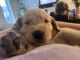Golden Retriever Puppies for sale in Cocoa Beach, FL 32931, USA. price: $1,500