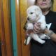 Golden Retriever Puppies for sale in Toledo, OH, USA. price: $1,000