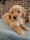 Golden Retriever Puppies for sale in Omaha, NE, USA. price: $650
