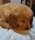 Golden Retriever Puppies for sale in Forest Grove, BC V0K 1M0, Canada. price: $1,250