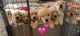 Golden Retriever Puppies for sale in Cannon AFB, NM 88101, USA. price: $500