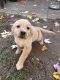 Golden Retriever Puppies for sale in Avon, OH 44011, USA. price: $500