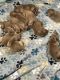 Golden Retriever Puppies for sale in Dawson, MN 56232, USA. price: $800