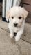 Golden Retriever Puppies for sale in Corona, CA 92882, USA. price: $400