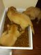 Golden Retriever Puppies for sale in Blaine, MN, USA. price: $600