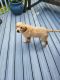Golden Retriever Puppies for sale in Forest, VA 24551, USA. price: $500