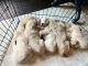 Golden Retriever Puppies for sale in 97 N Weber Rd, Muskegon, MI 49445, USA. price: $1,500