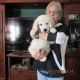 Golden Retriever Puppies for sale in Toledo, OH, USA. price: $1,500