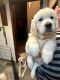 Golden Retriever Puppies for sale in Vancouver, WA, USA. price: $1,800