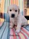 Golden Retriever Puppies for sale in Spanish Fork, UT 84660, USA. price: $1,500