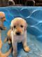 Golden Retriever Puppies for sale in Lake George, NY 12845, USA. price: $1,500